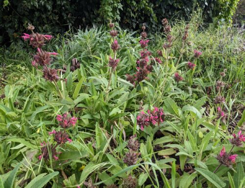 Salvia Spathacea (Hummingbird Sage)