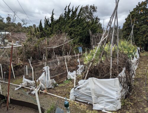 Vegetable Garden Kickoff – 2023