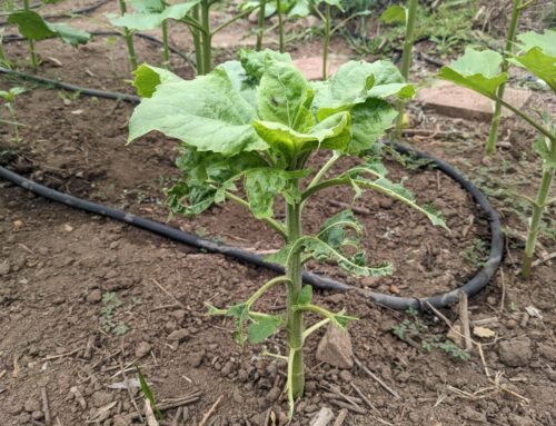 D.I.Y. Garden Critter Repellent