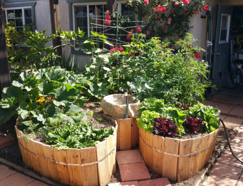 How to Grow Vegetables in a Small Space