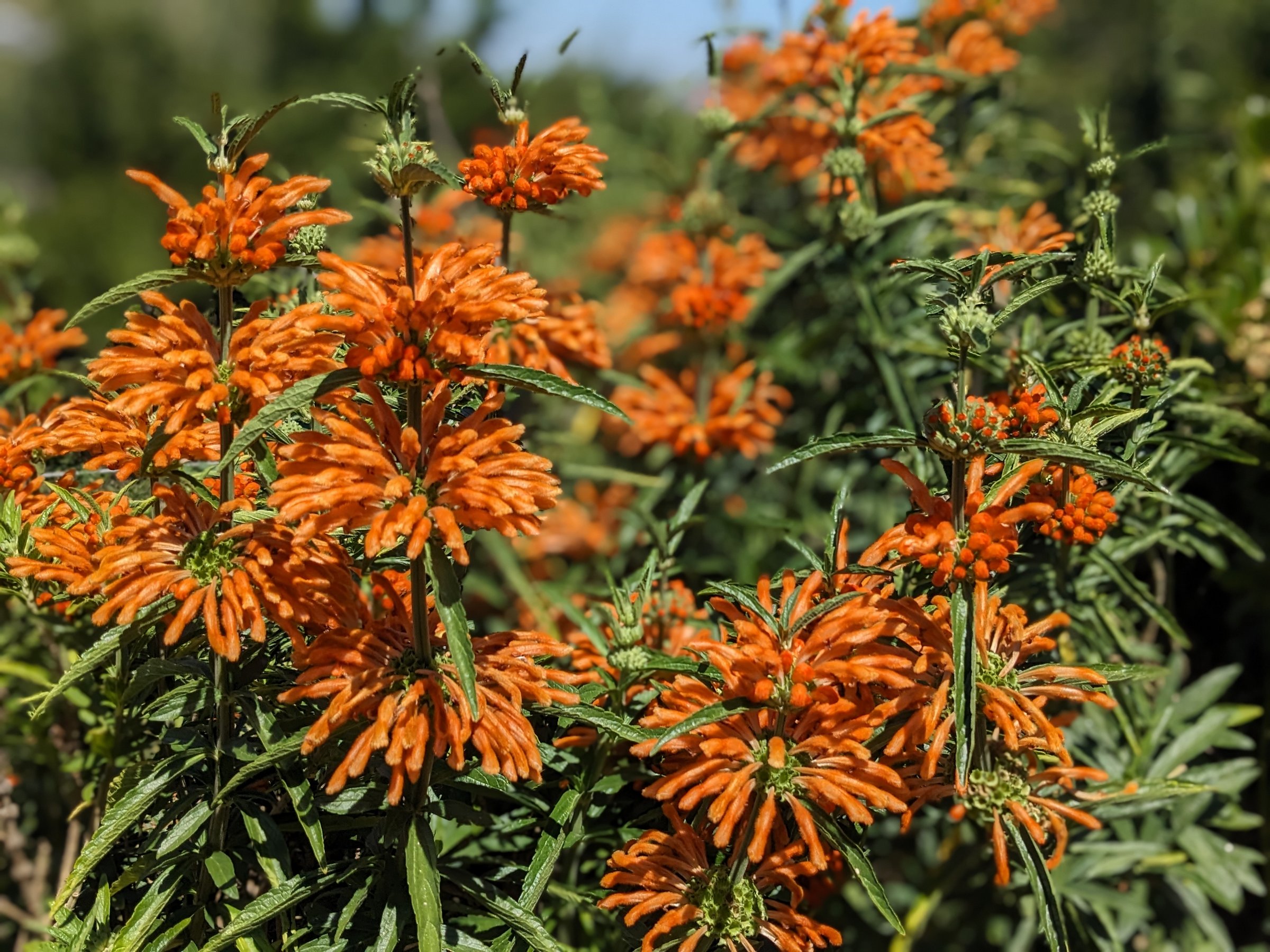 Leonotis leonarus (Lion's Tail) | Sage's Acre