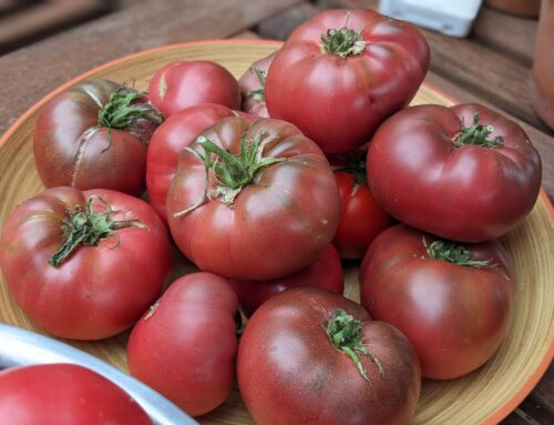 Vegetable Garden Trials: Carbon Black Heirloom Tomatoes