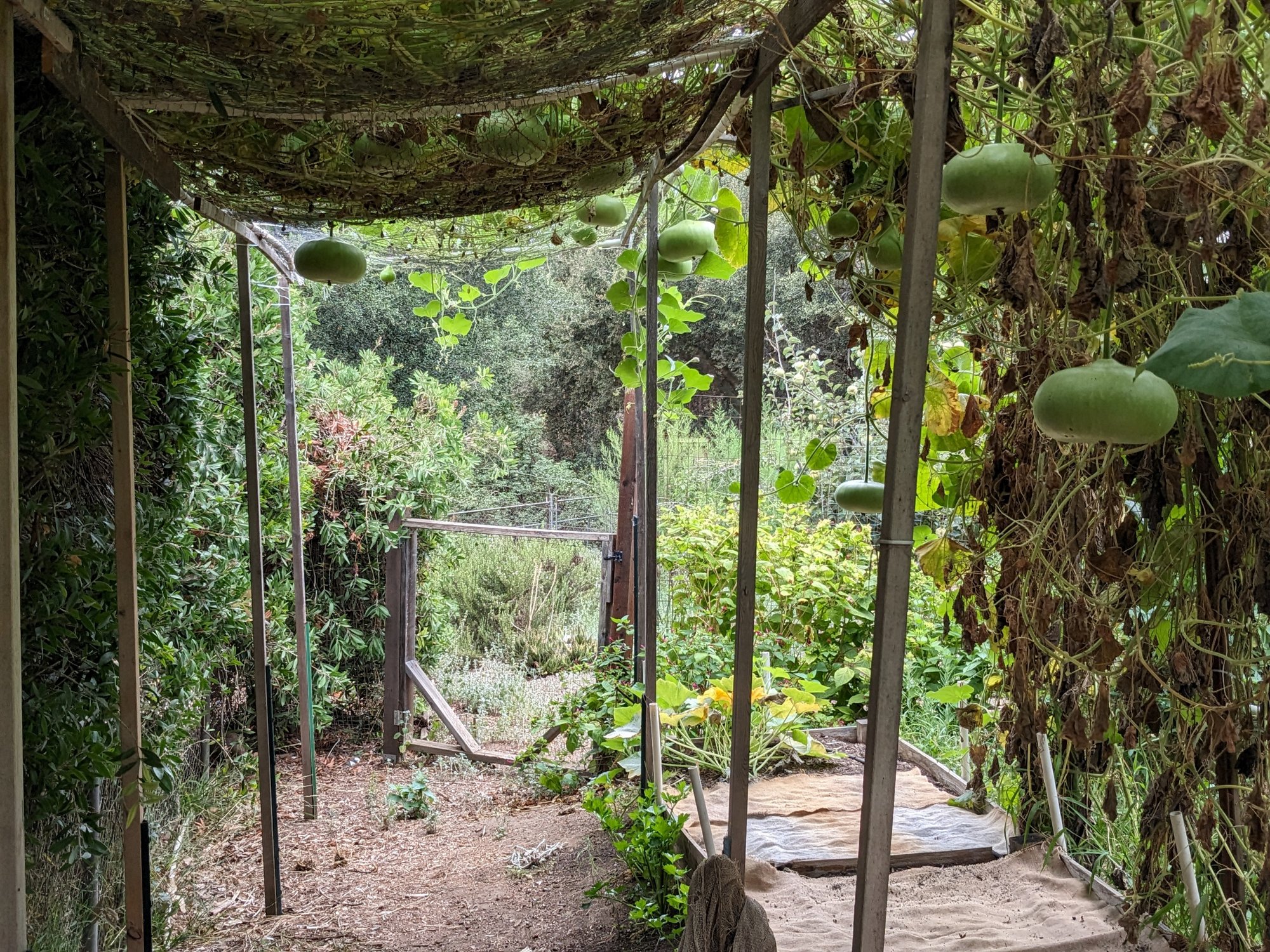 MidSummer Stroll in the Hanging Gourd Garden Sage's Acre