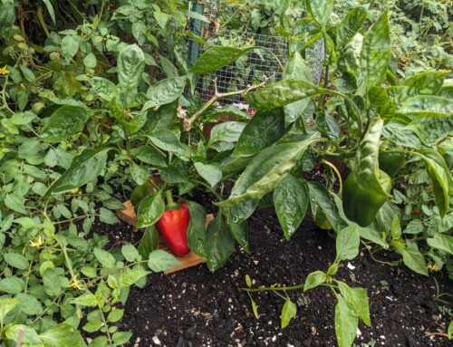 Don’t Toss Those Pepper Plants!