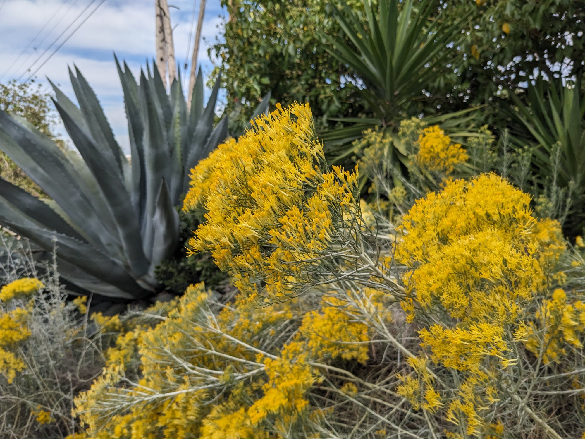 Rubber Rabbitbrush (Ericameria nauseosa) Sage's Acre