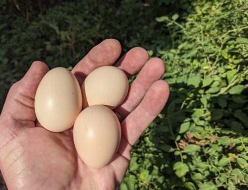 Chicken Mystery Solved (Sort of)