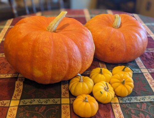 Five Ways to Use Leftover Pumpkins
