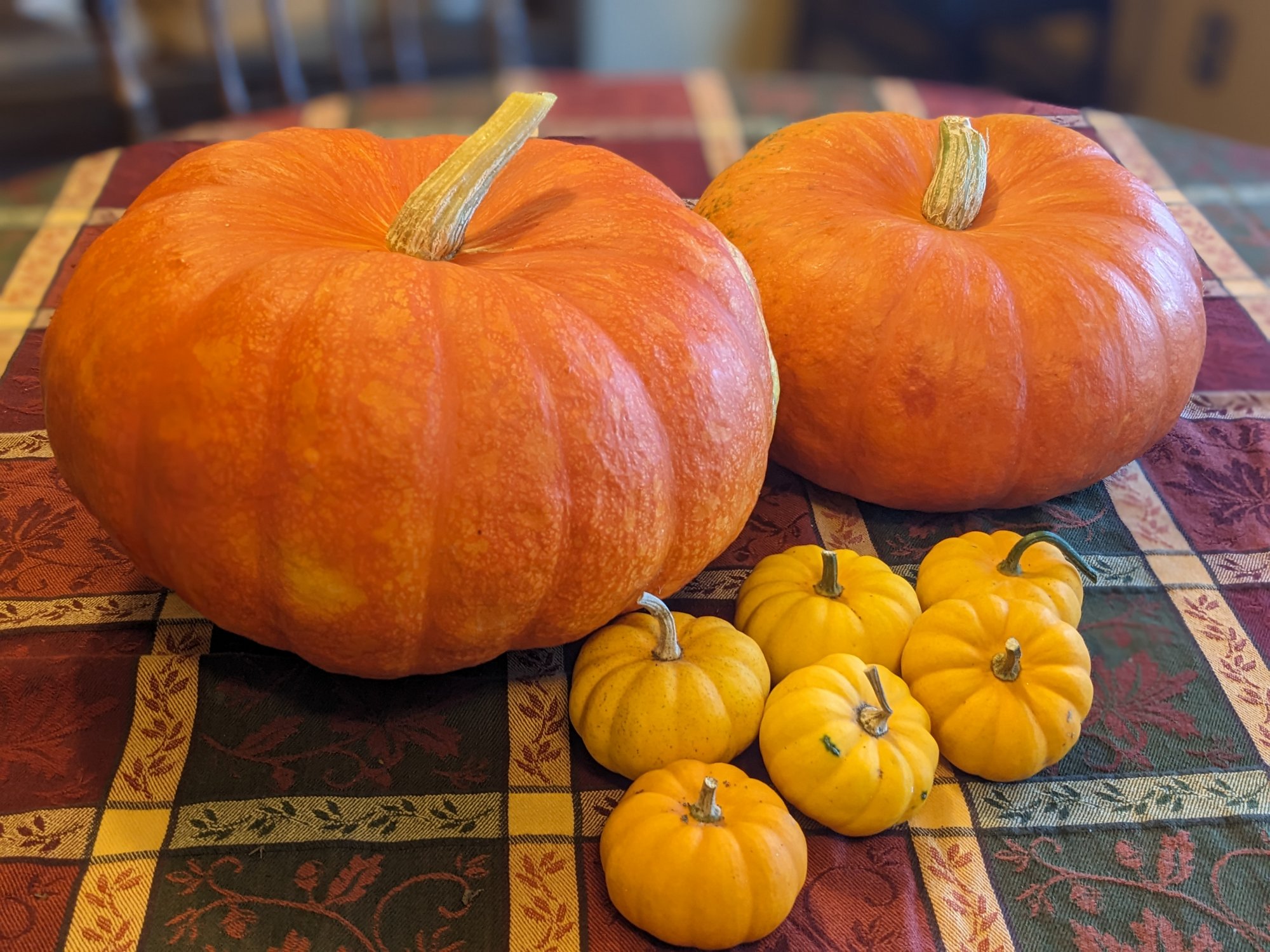 Five Ways to Use Leftover Pumpkins | Sages Acre