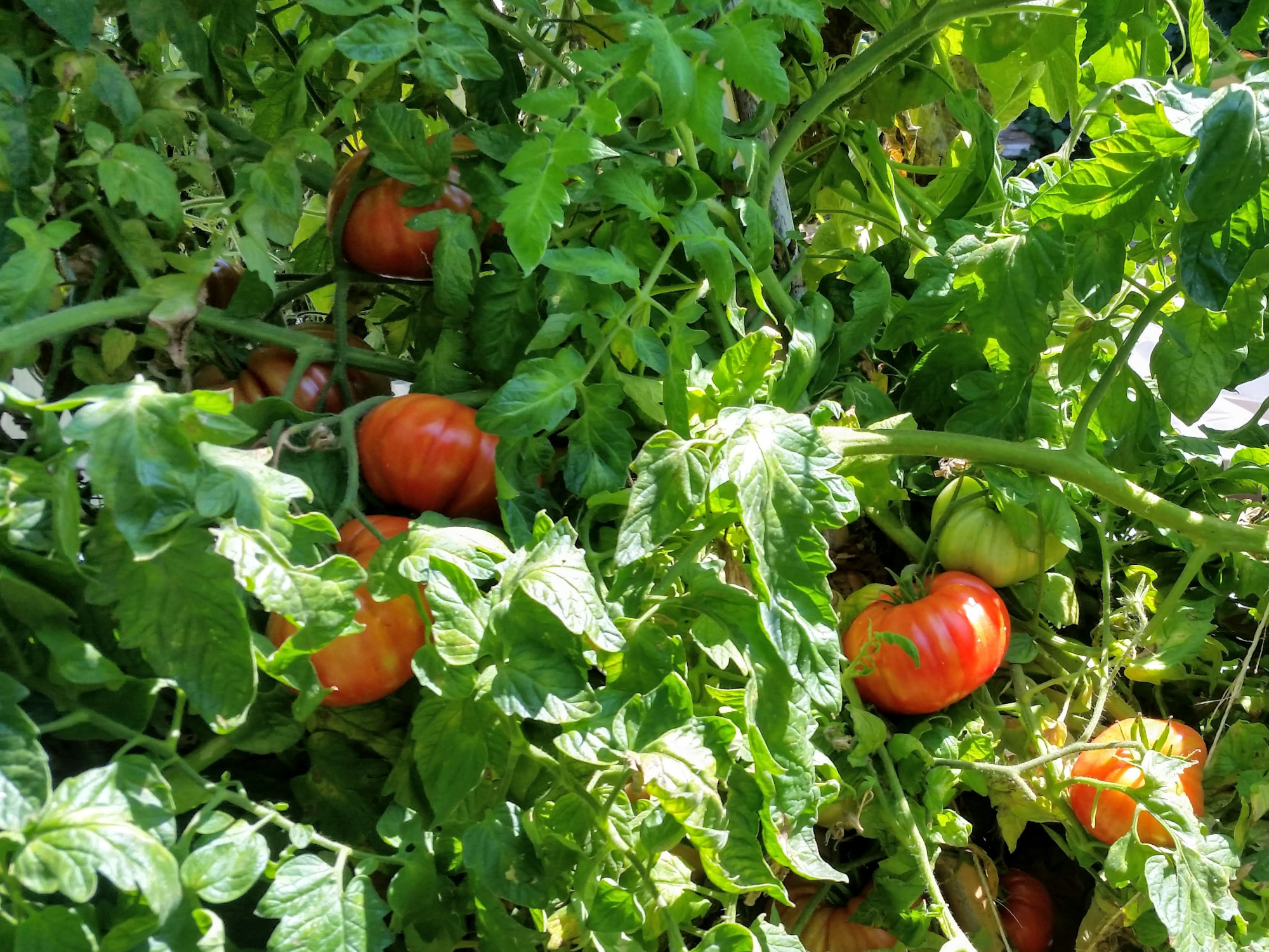 How to Overwinter Tomatoes & Jump Start Spring Sage's Acre