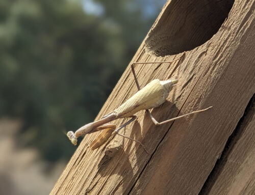 Pregnant Praying Mantis on a Fence
