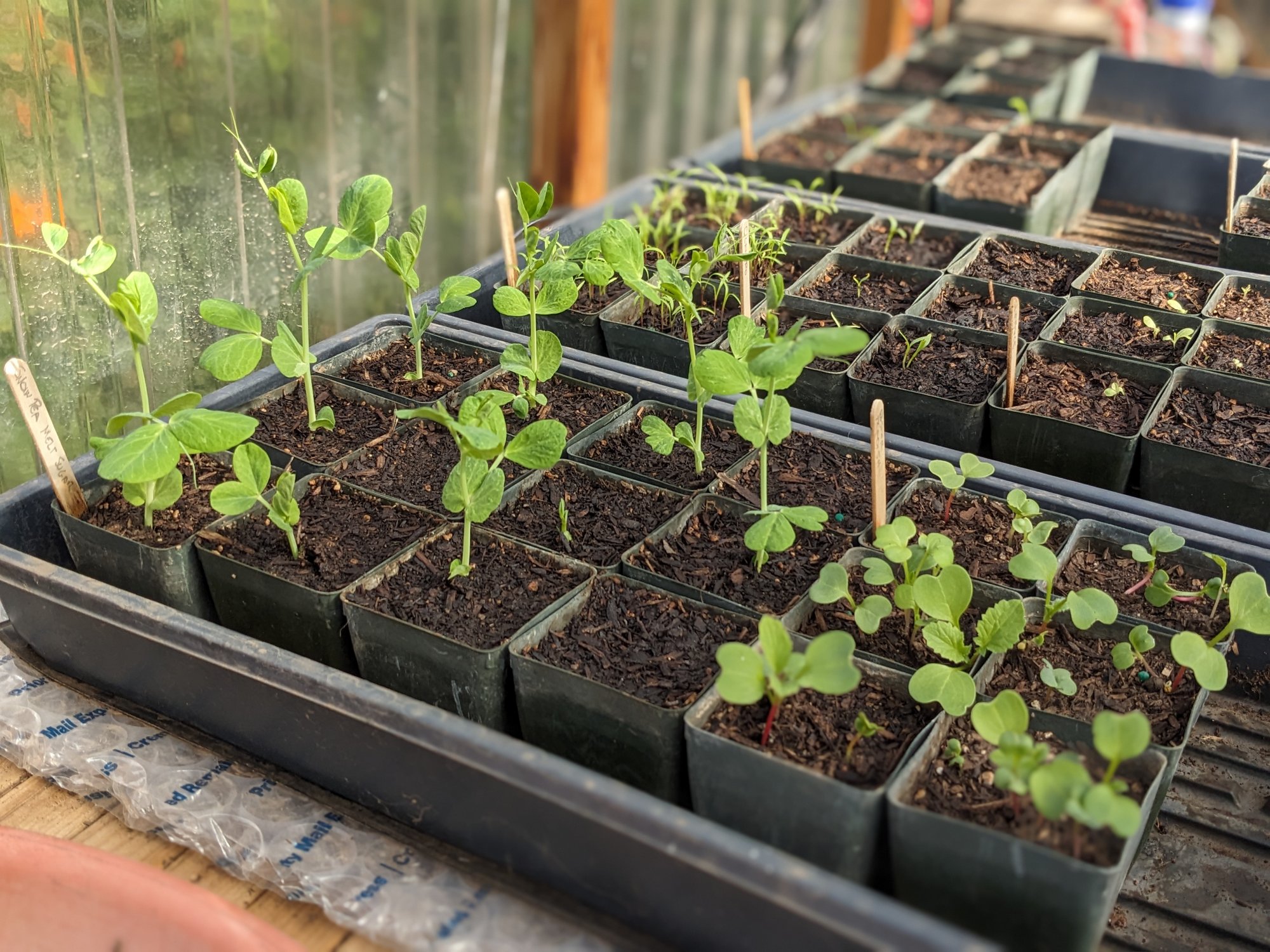 Why Aren’t My Seeds Sprouting? Sage's Acre