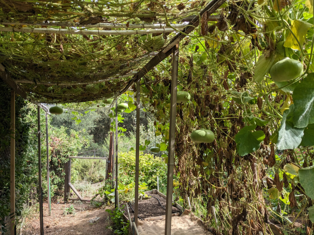 A hanging gourd garden in mid-summer