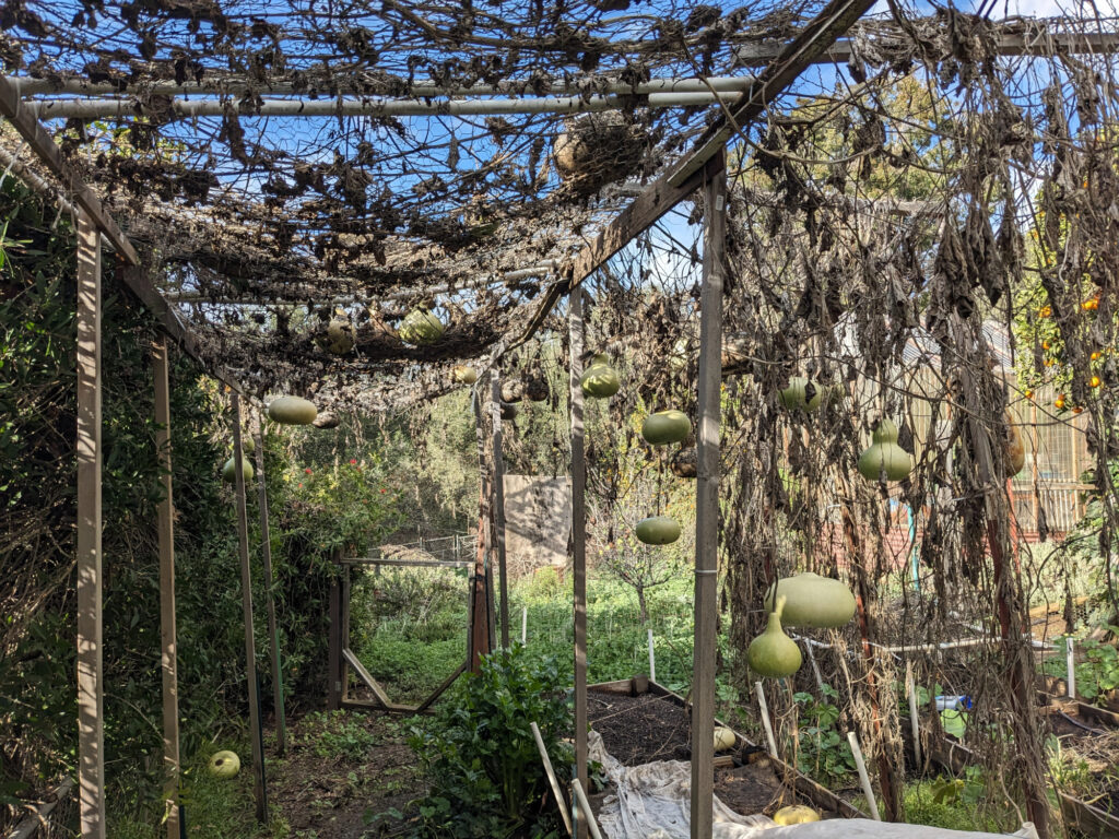 dried gourd vines in a hanging garden in winter