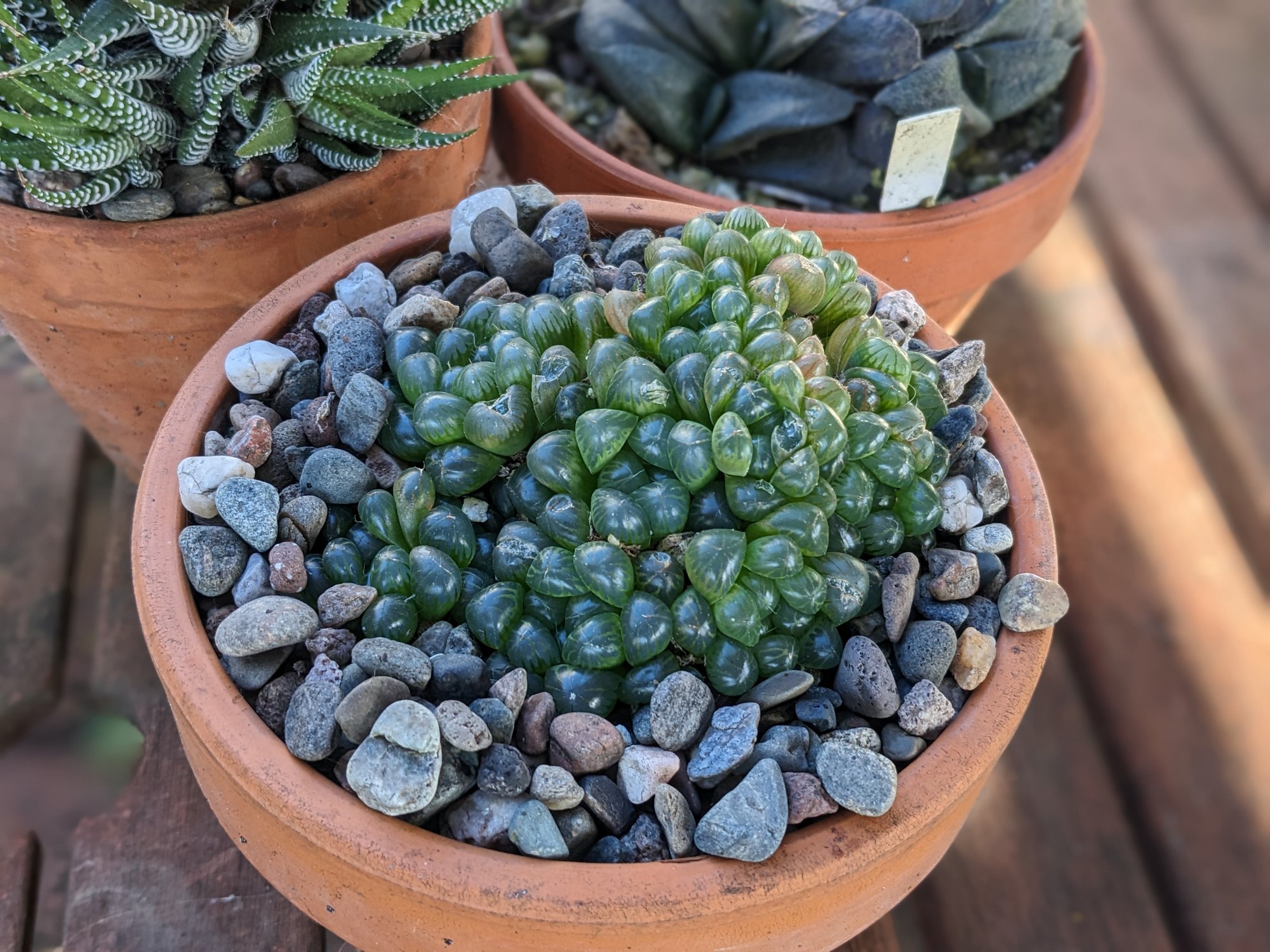 calico hearts succulents Adromischus maculatus 4" Pot