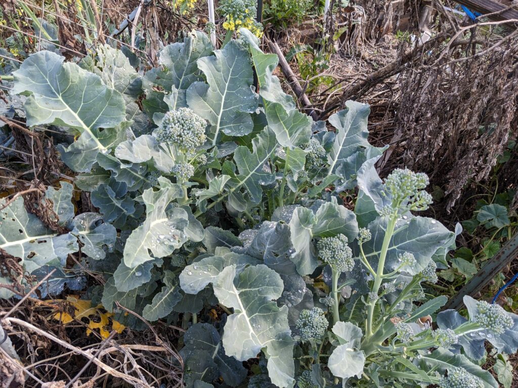 two small broccoli plants