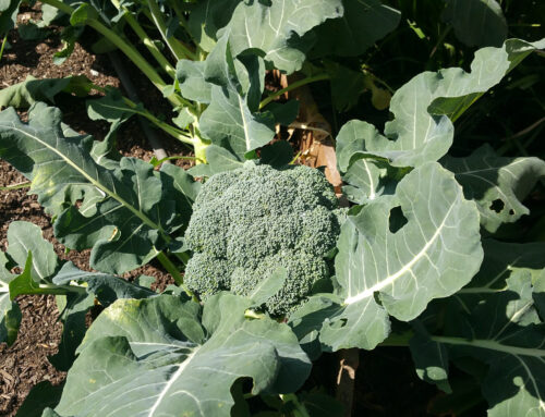 How to Grow Broccoli as a Perennial