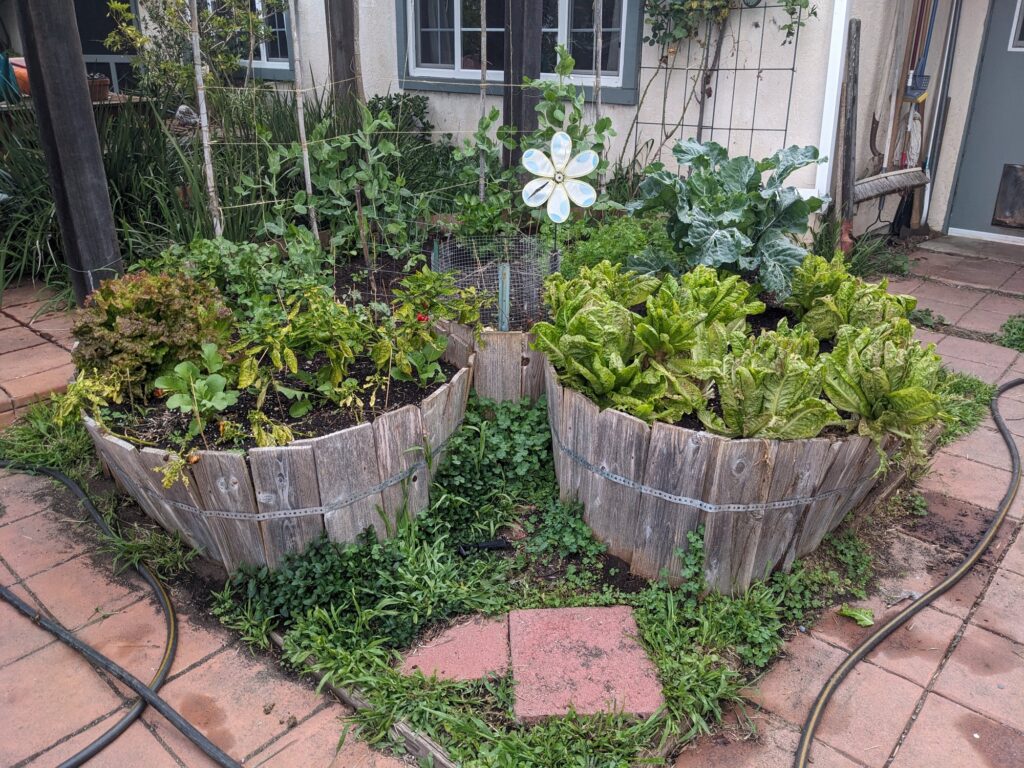 A keyhole garden in March with winter vegetables in it