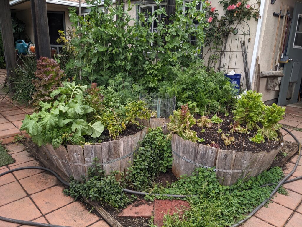 A keyhole garden with peas, carrots and lettuce growing in it