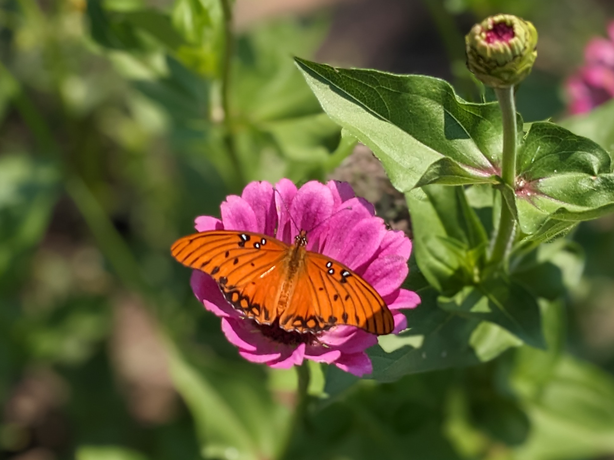 Gulf Fritillary Butterfly on a Zinnia | Sage's Acre