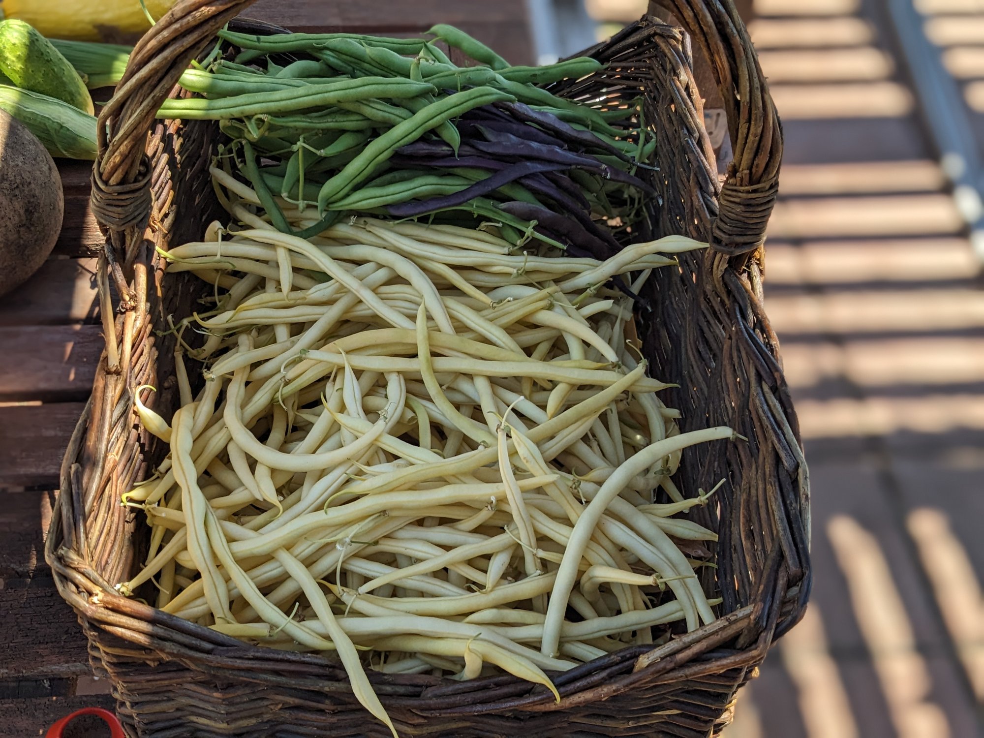 A basket of yellow, French Gold Filet beans