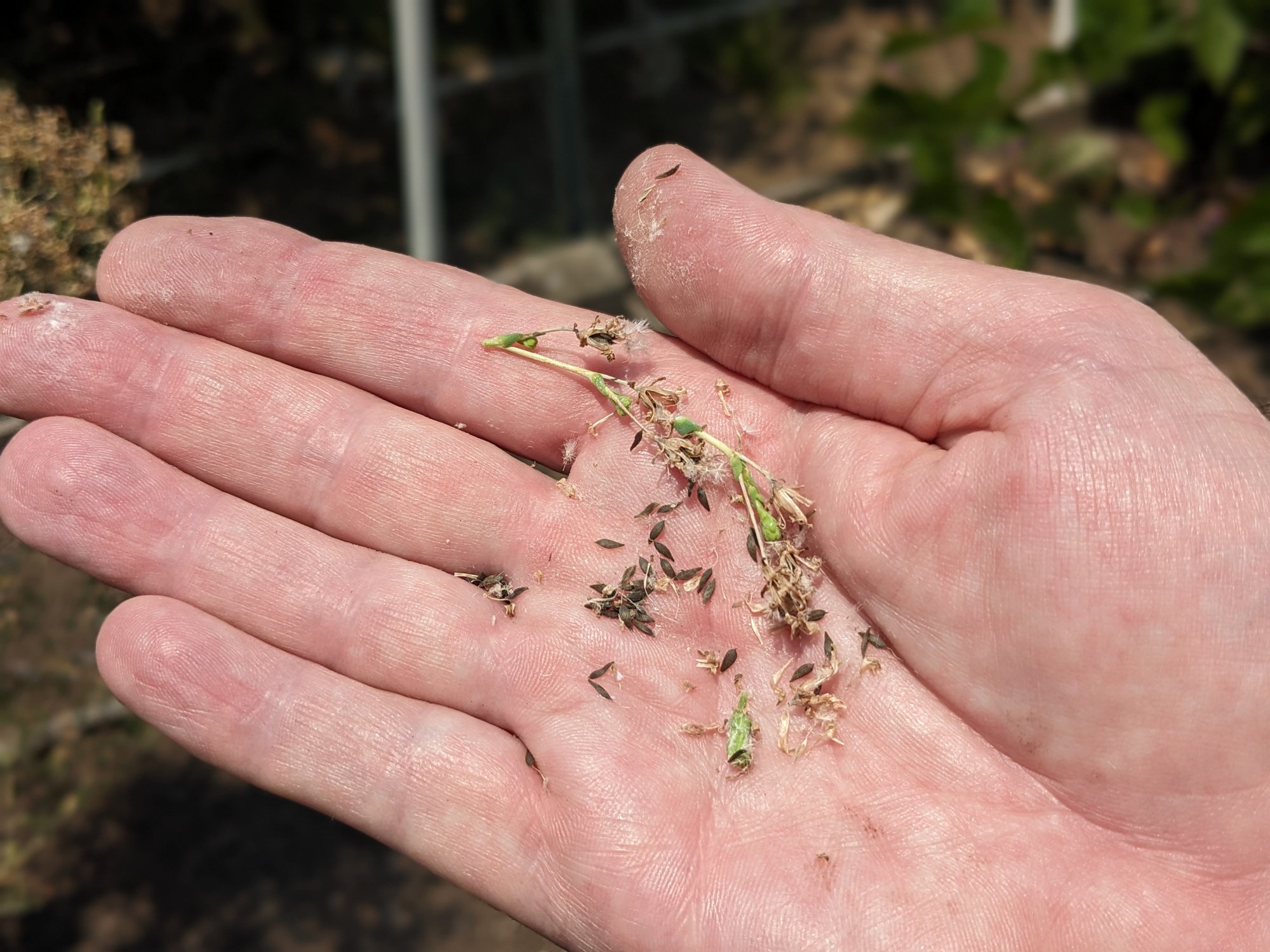 Lettuce seed in a man's hand