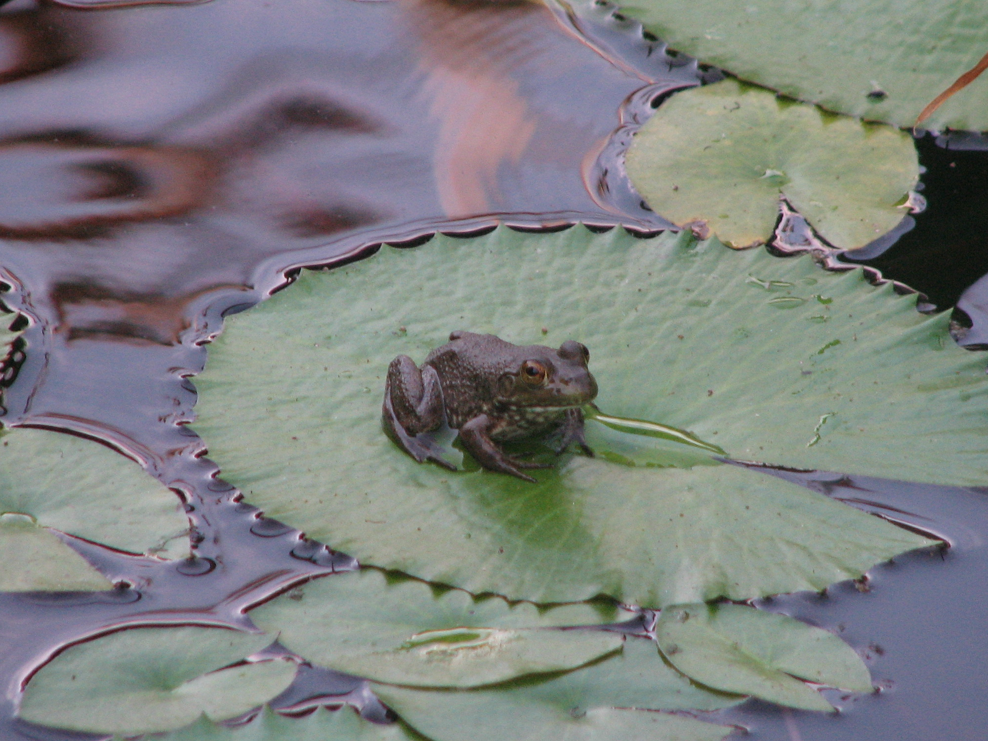 A Couple of Frogs Stopped by Today | Sage's Acre