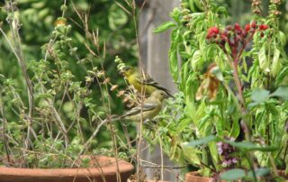 Two goldfinches eating the seeds of basil plants in fall