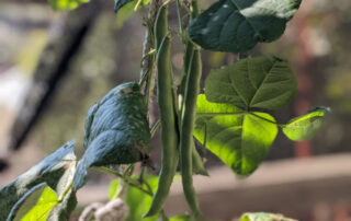Bean pods hanging off a bean plant