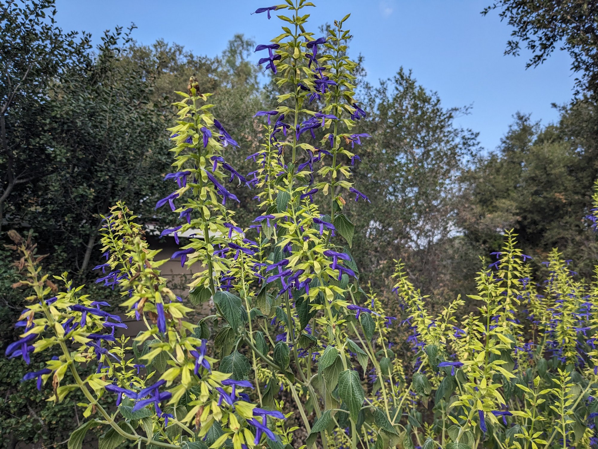 A Mexican sage in flower