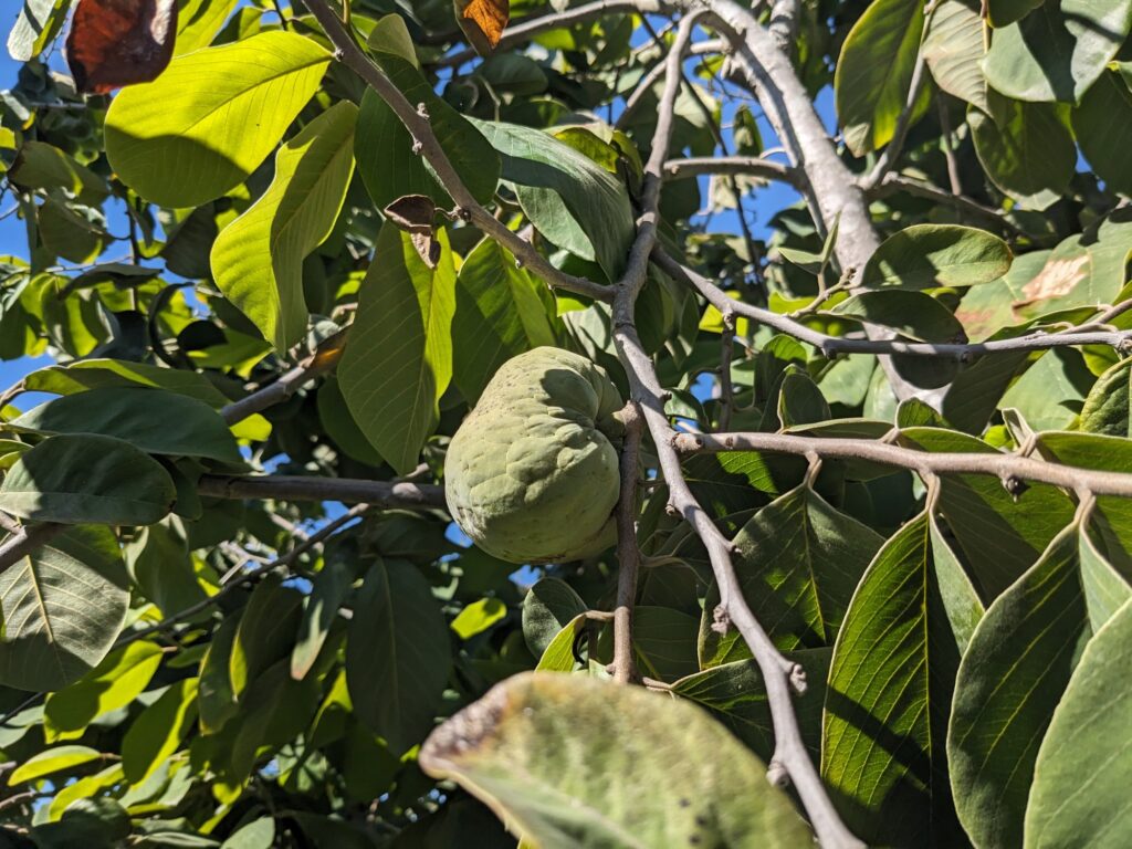 A green cherimoya fruit growing on a cherimoya tree