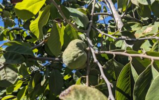 A green cherimoya fruit growing on a cherimoya tree