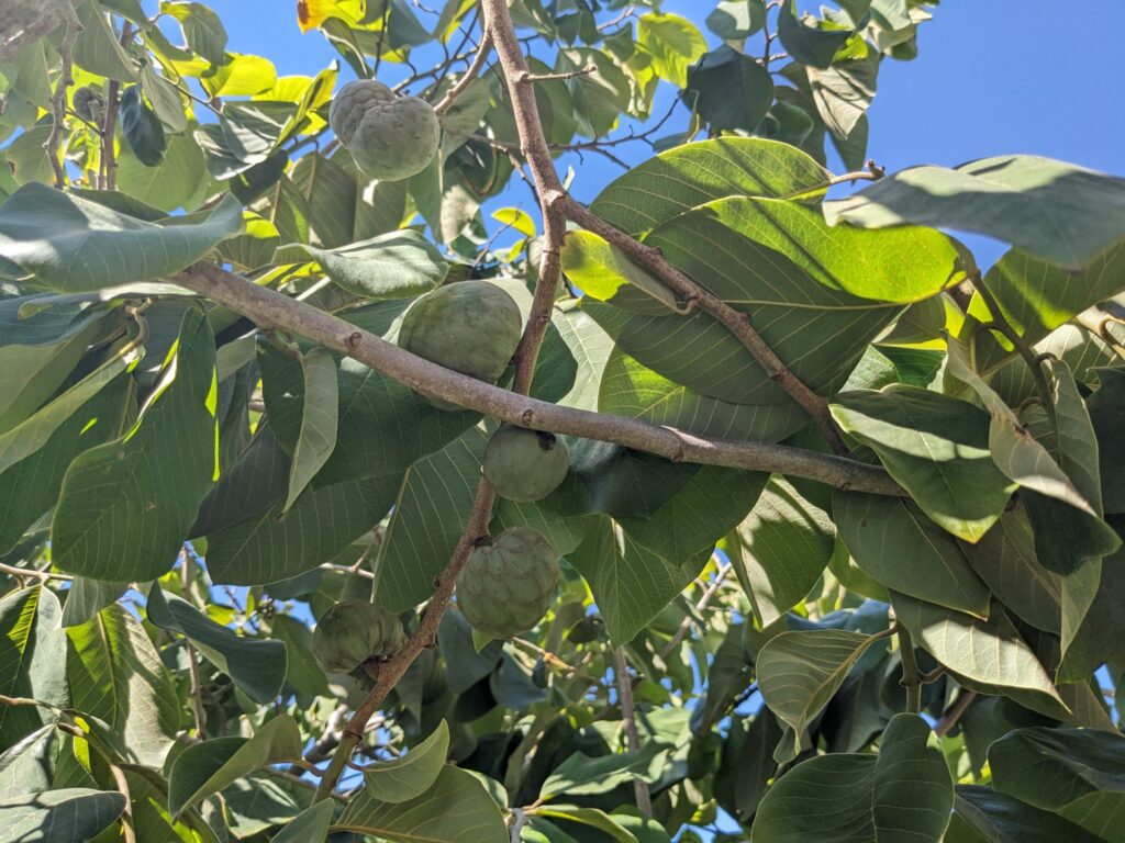 Several chrimoya fruits growing on a tree