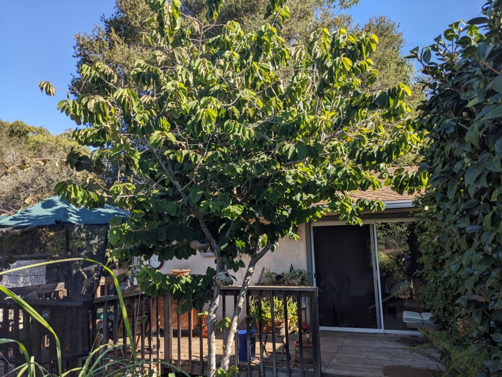A cherimoya tree in a San Diego backyard