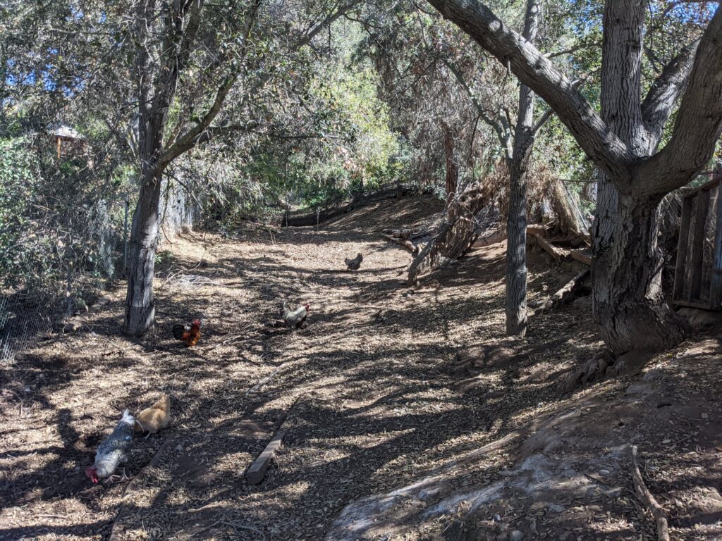 A dry valley lined with oaks