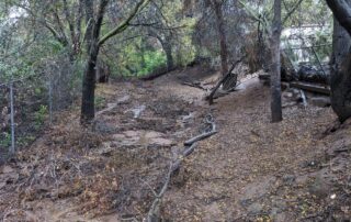 A small oak-lined valley with water running through it