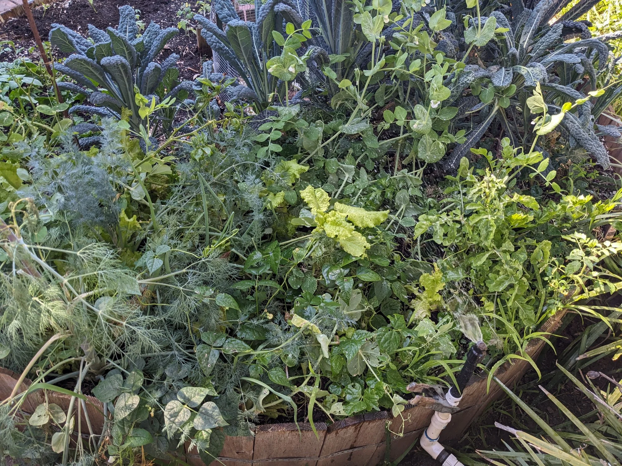 The Accidental Salad Bar Garden | Sage's Acre
