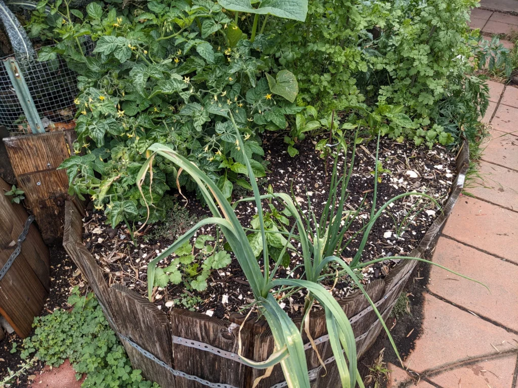 A photo of a raised bed garden with a few onions, overgrown cilantro and tomatoes