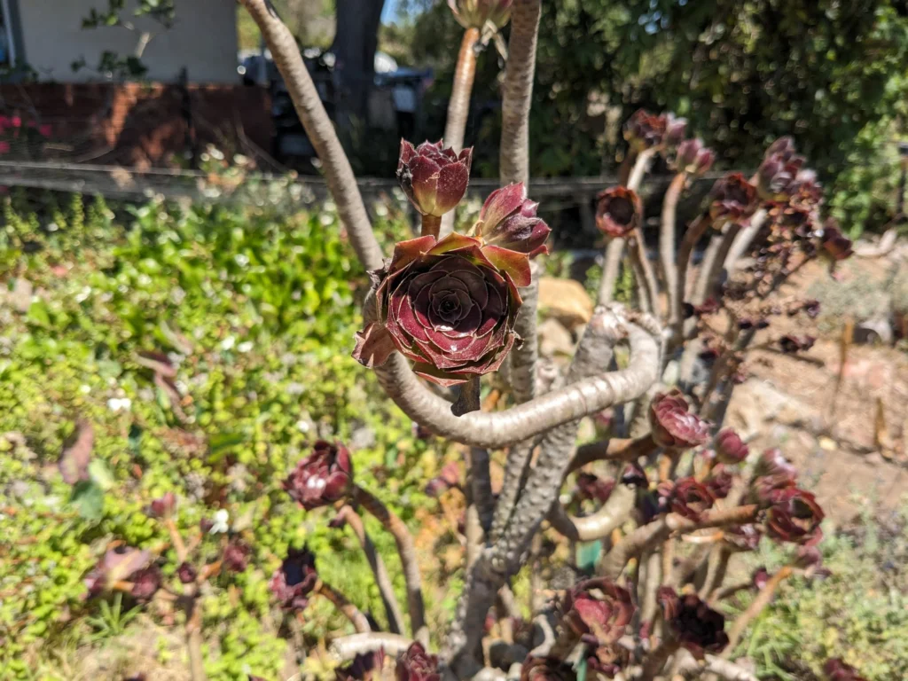A tree aeonium florette in mid-summer