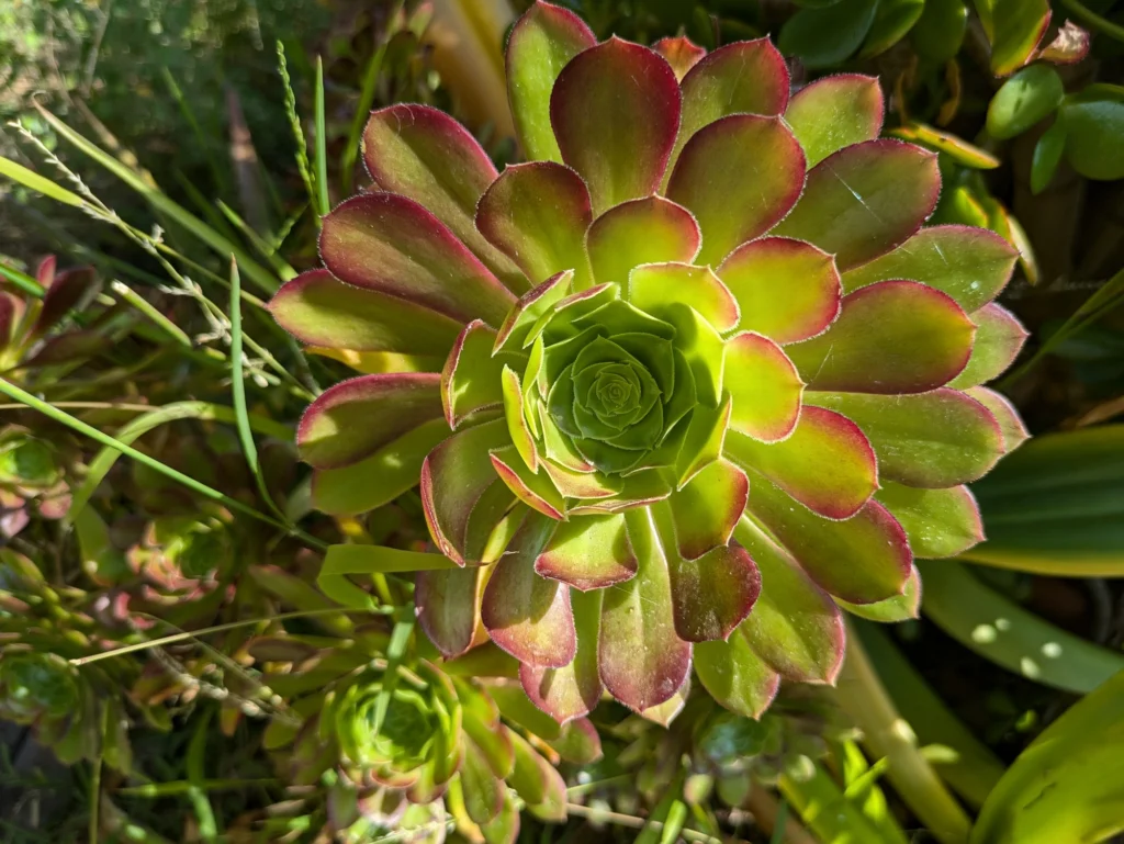 Close-up of a green succulent rosette with reddish edges, sunlit leaves forming a spiral pattern.